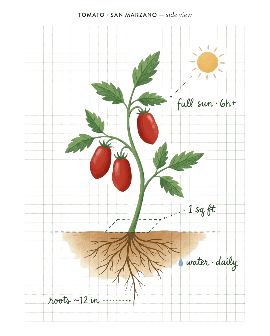 Hand-illustrated botanical cross-section of a San Marzano tomato plant — annotated with full sun, 1 sq ft spacing, ~12 in roots, daily watering